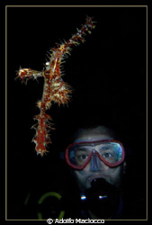 Ornate Ghost Pipefish & Diver 
Ras Zaa'tar by Adolfo Maciocco 